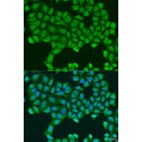 Immunofluorescence - Anti-ATP5O Antibody (A10296) - Antibodies.com