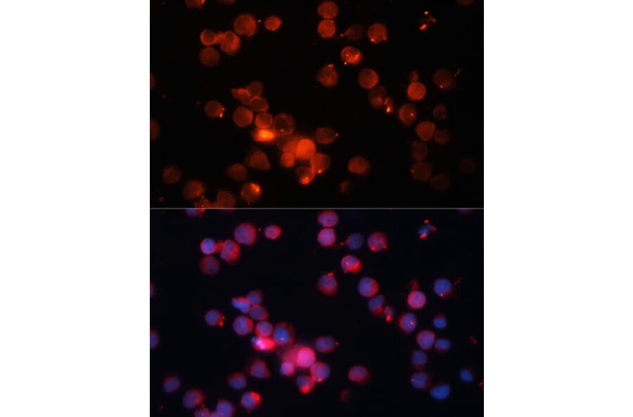Immunofluorescence - Anti-CD66b Antibody (A10300) - Antibodies.com