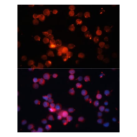 Immunofluorescence - Anti-CD66b Antibody (A10300) - Antibodies.com