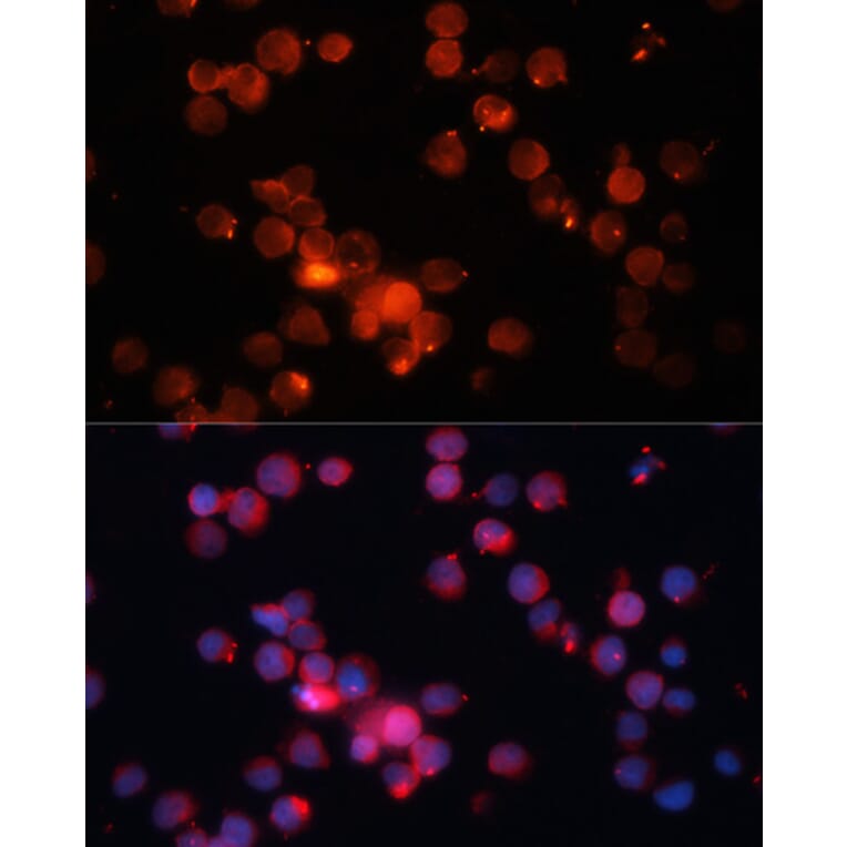 Immunofluorescence - Anti-CD66b Antibody (A10300) - Antibodies.com