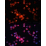 Immunofluorescence - Anti-CD66b Antibody (A10300) - Antibodies.com