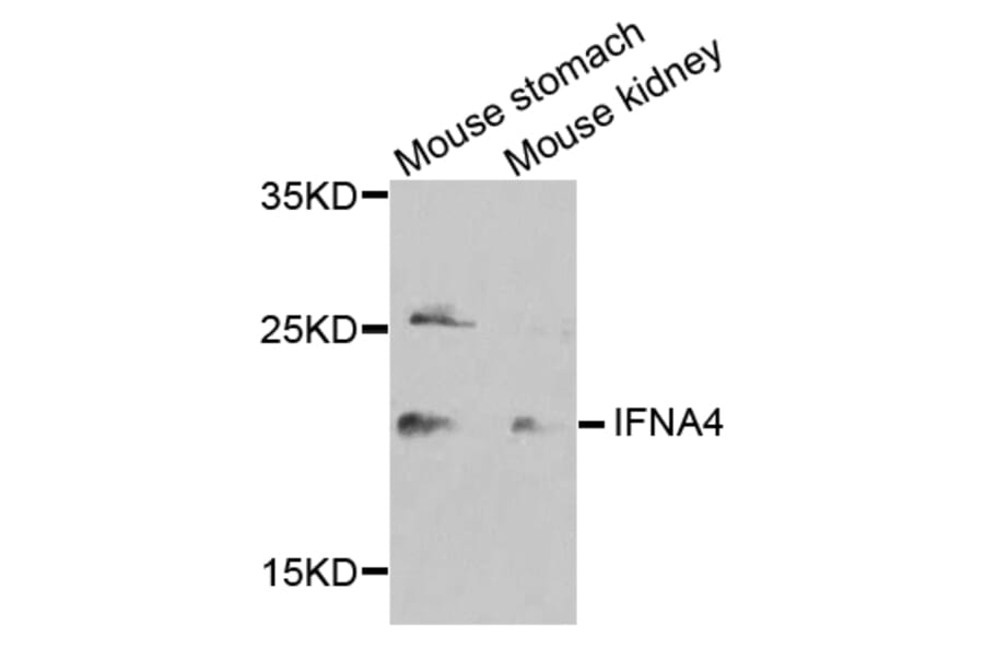 Western Blot - Anti-IFNA4 Antibody (A8124) - Antibodies.com