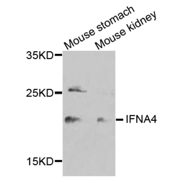 Western Blot - Anti-IFNA4 Antibody (A8124) - Antibodies.com