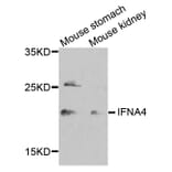Western Blot - Anti-IFNA4 Antibody (A8124) - Antibodies.com