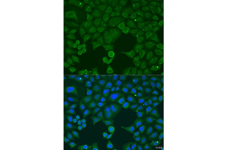 Immunofluorescence - Anti-IFNA4 Antibody (A8124) - Antibodies.com