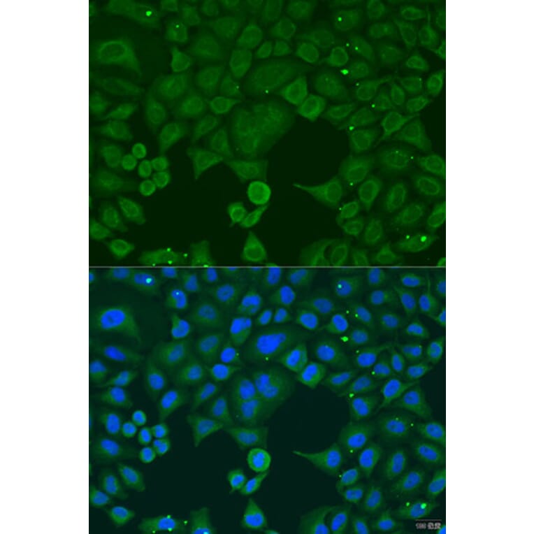 Immunofluorescence - Anti-IFNA4 Antibody (A8124) - Antibodies.com