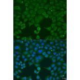 Immunofluorescence - Anti-IFNA4 Antibody (A8124) - Antibodies.com