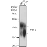 Western Blot - Anti-TROP2 Antibody (A10307) - Antibodies.com