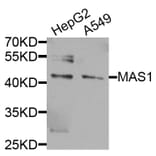 Western Blot - Anti-MAS1 Antibody (A8132) - Antibodies.com