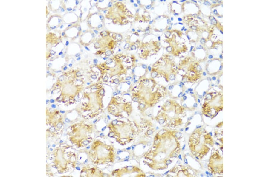 Immunohistochemistry - Anti-MAS1 Antibody (A8132) - Antibodies.com