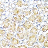 Immunohistochemistry - Anti-MAS1 Antibody (A8132) - Antibodies.com