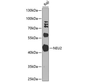 Western Blot - Anti-NEU2 Antibody (A10312) - Antibodies.com