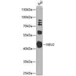 Western Blot - Anti-NEU2 Antibody (A10312) - Antibodies.com