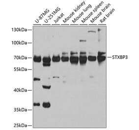 Western Blot - Anti-Munc18c Antibody (A10317) - Antibodies.com