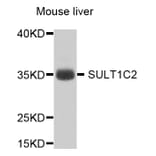 Western Blot - Anti-SULT1C2 Antibody (A8154) - Antibodies.com