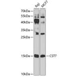 Western Blot - Anti-Cystatin F Antibody (A10321) - Antibodies.com
