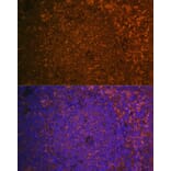Immunofluorescence - Anti-Cystatin F Antibody (A10321) - Antibodies.com