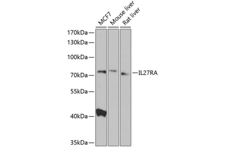 Western Blot - Anti-WSX-1 Antibody (A10328) - Antibodies.com
