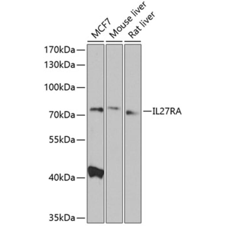 Western Blot - Anti-WSX-1 Antibody (A10328) - Antibodies.com