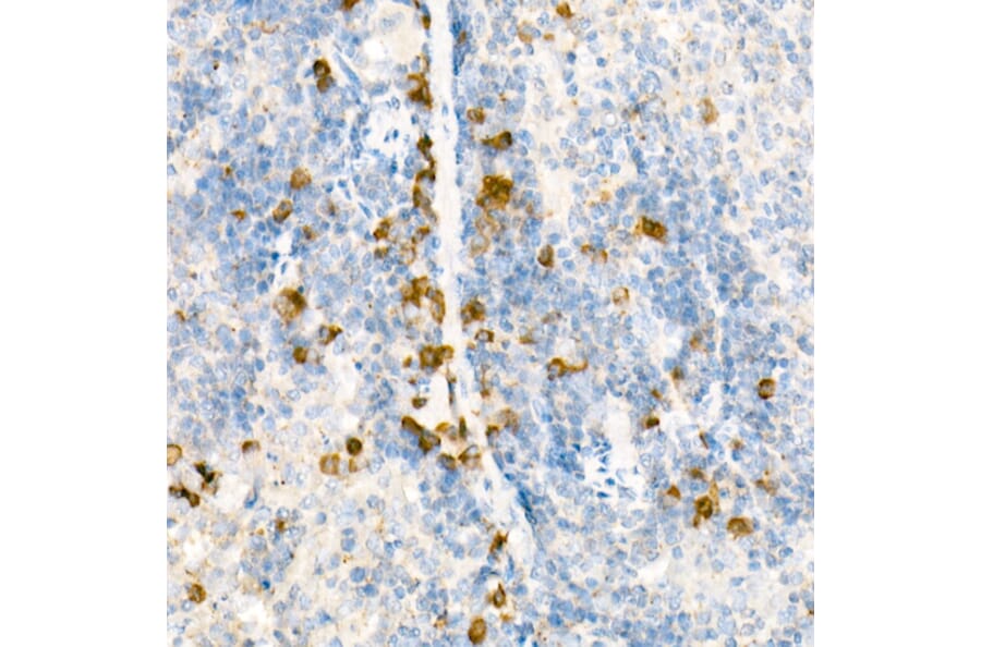 Immunohistochemistry - Anti-WSX-1 Antibody (A10328) - Antibodies.com