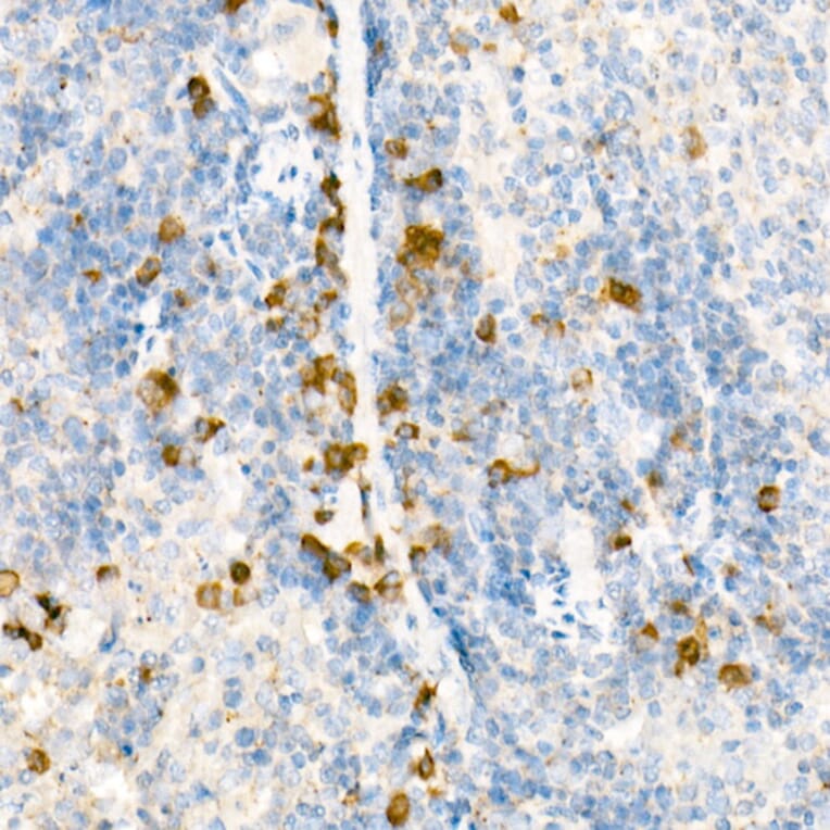 Immunohistochemistry - Anti-WSX-1 Antibody (A10328) - Antibodies.com