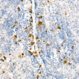 Immunohistochemistry - Anti-WSX-1 Antibody (A10328) - Antibodies.com