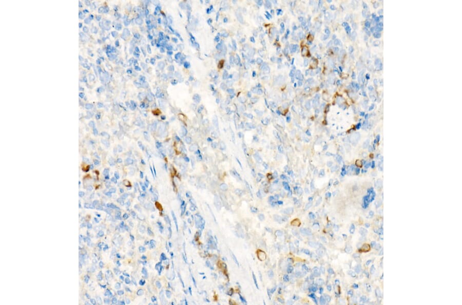 Immunohistochemistry - Anti-WSX-1 Antibody (A10328) - Antibodies.com