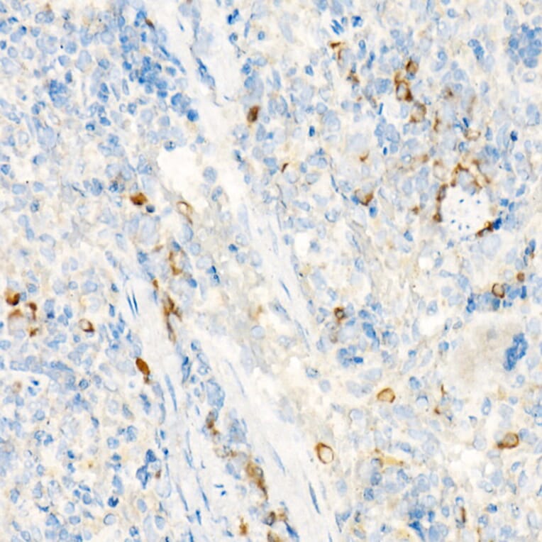 Immunohistochemistry - Anti-WSX-1 Antibody (A10328) - Antibodies.com