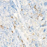 Immunohistochemistry - Anti-WSX-1 Antibody (A10328) - Antibodies.com