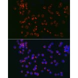 Immunofluorescence - Anti-TLR6 Antibody (A10330) - Antibodies.com