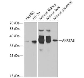 Western Blot - Anti-AKR7A3 Antibody (A10333) - Antibodies.com