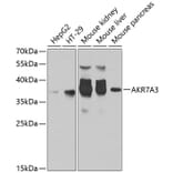 Western Blot - Anti-AKR7A3 Antibody (A10333) - Antibodies.com