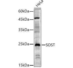 Western Blot - Anti-Sclerostin Antibody (A10341) - Antibodies.com