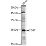 Western Blot - Anti-Sclerostin Antibody (A10341) - Antibodies.com