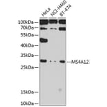 Western Blot - Anti-MS4A12 Antibody (A10349) - Antibodies.com