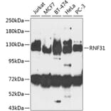 Western Blot - Anti-RNF31/HOIP Antibody (A10351) - Antibodies.com