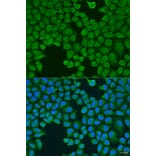 Immunofluorescence - Anti-AGGF1 Antibody (A8228) - Antibodies.com