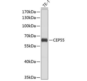 Western Blot - Anti-CEP55 Antibody (A10353) - Antibodies.com