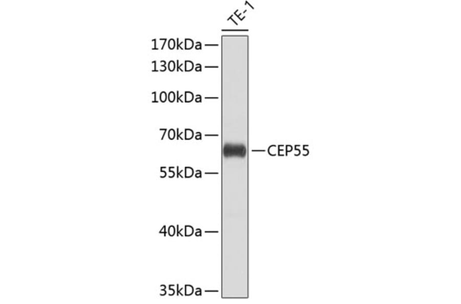 Western Blot - Anti-CEP55 Antibody (A10353) - Antibodies.com
