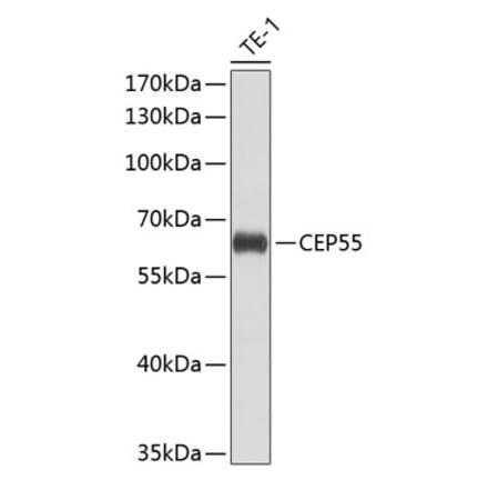 Western Blot - Anti-CEP55 Antibody (A10353) - Antibodies.com