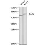 Western Blot - Anti-PARL Antibody (A10355) - Antibodies.com