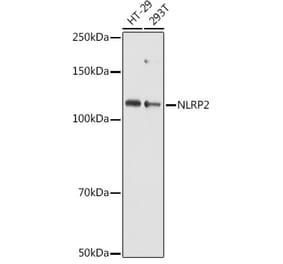 Western Blot - Anti-NALP2 Antibody (A10356) - Antibodies.com
