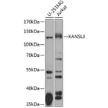 Western Blot - Anti-SI1 Antibody (A10357) - Antibodies.com