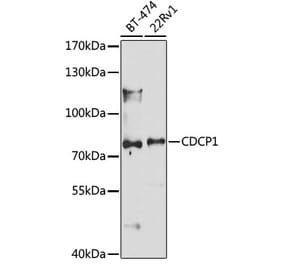 Western Blot - Anti-CDCP1 Antibody (A10366) - Antibodies.com