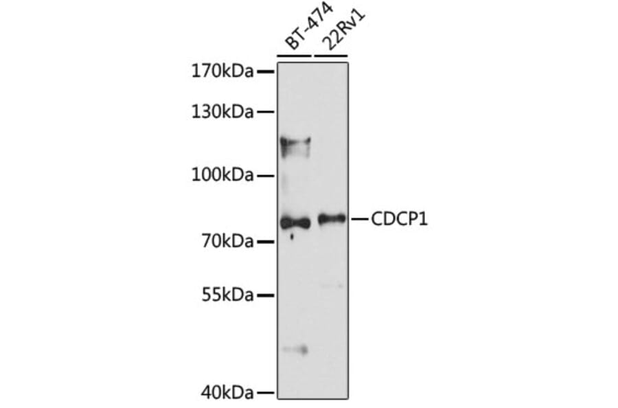 Western Blot - Anti-CDCP1 Antibody (A10366) - Antibodies.com