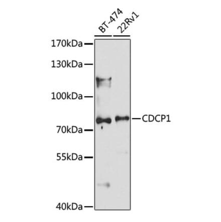Western Blot - Anti-CDCP1 Antibody (A10366) - Antibodies.com