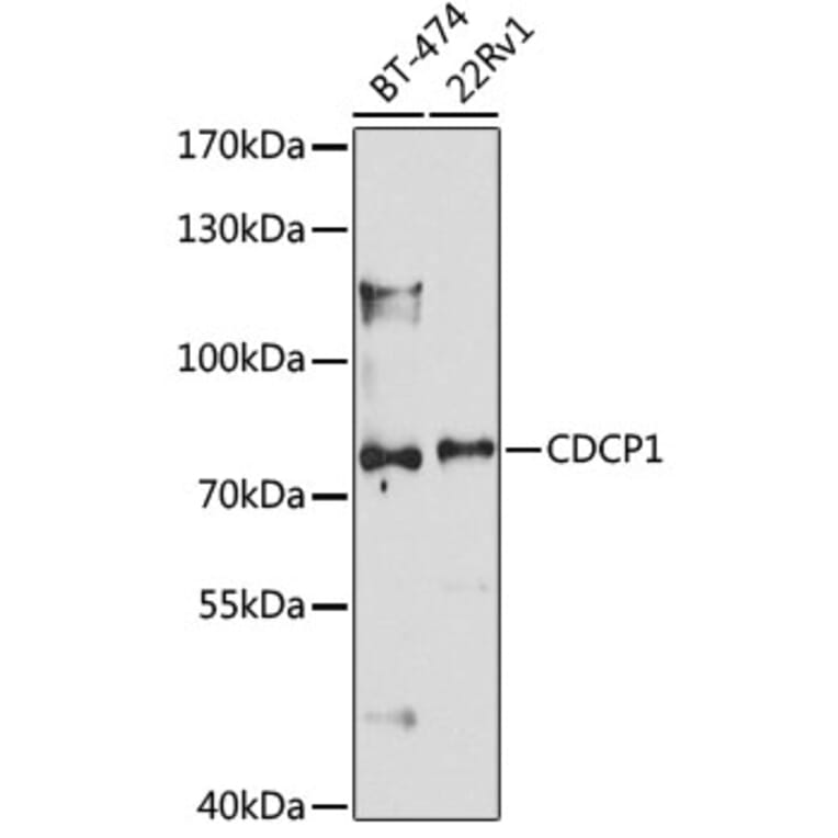 Western Blot - Anti-CDCP1 Antibody (A10366) - Antibodies.com