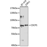 Western Blot - Anti-CDCP1 Antibody (A10366) - Antibodies.com