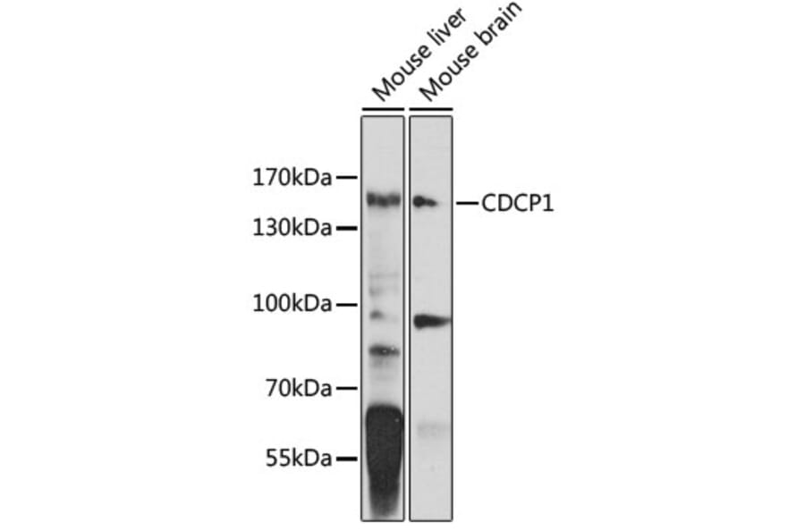 Western Blot - Anti-CDCP1 Antibody (A10366) - Antibodies.com