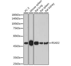 Western Blot - Anti-Viperin Antibody (A10374) - Antibodies.com